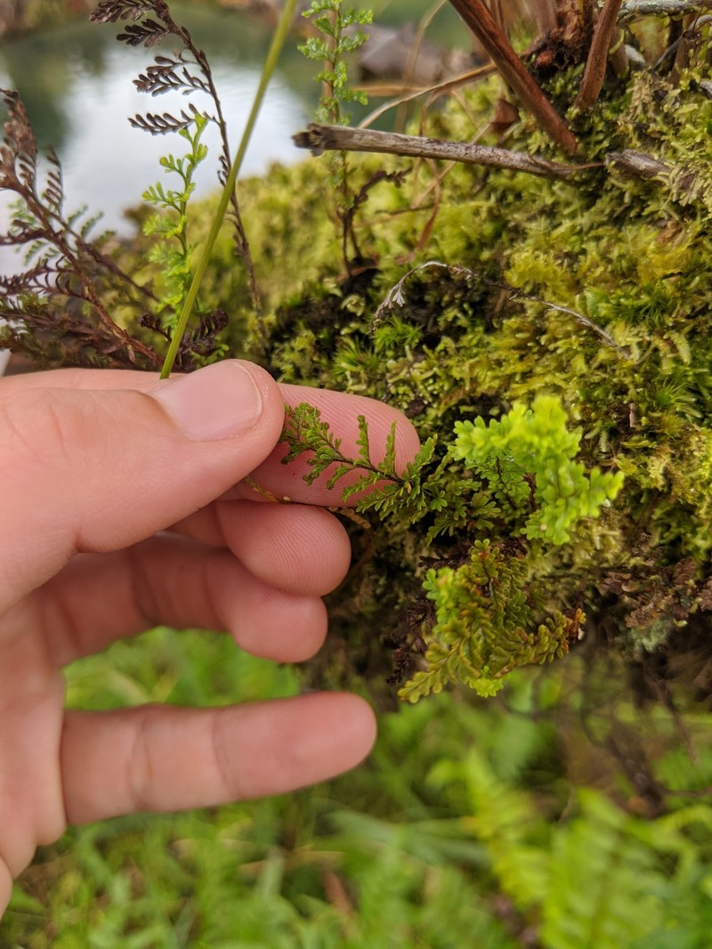 Maui Kihifern photo 6