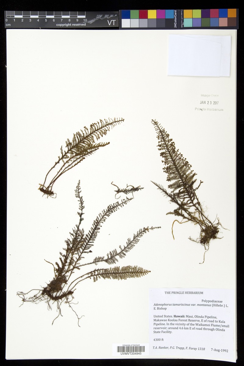 Maui Kihifern photo 8