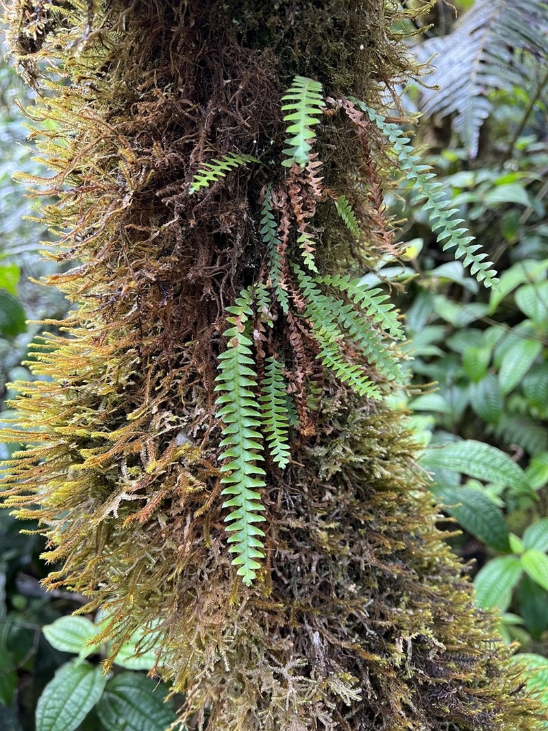 Pendant Kihifern photo 2