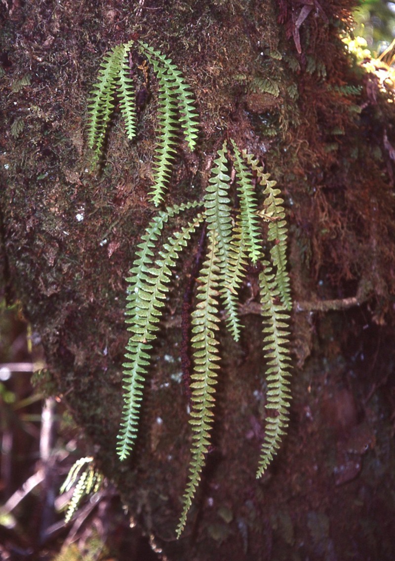 Pendant Kihifern photo 4