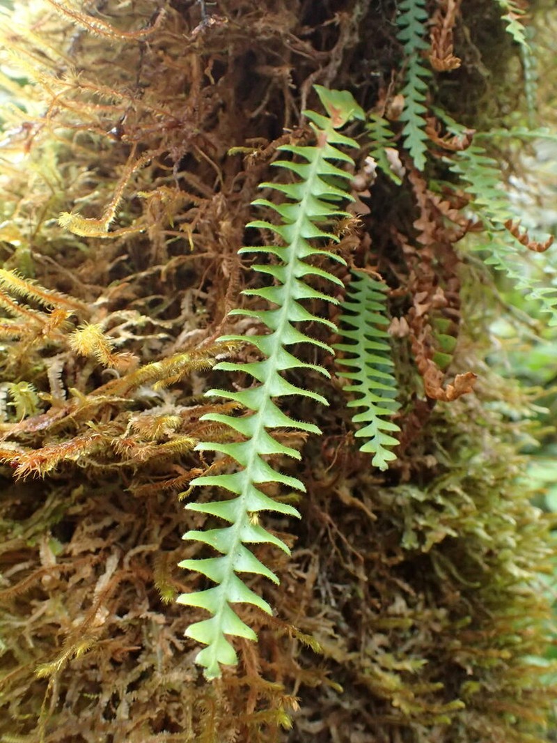 Pendant Kihifern photo 5