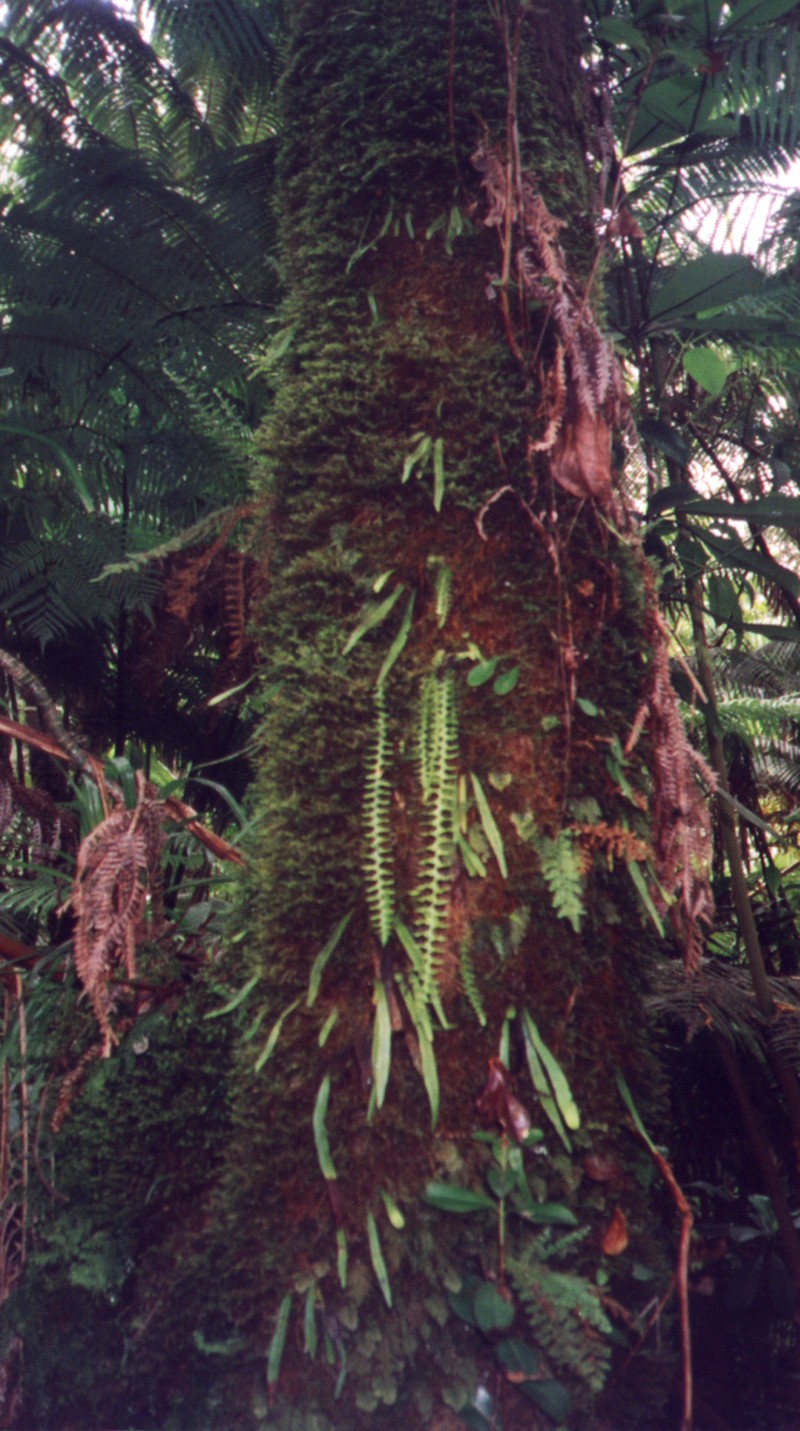 Pendant Kihifern photo 6