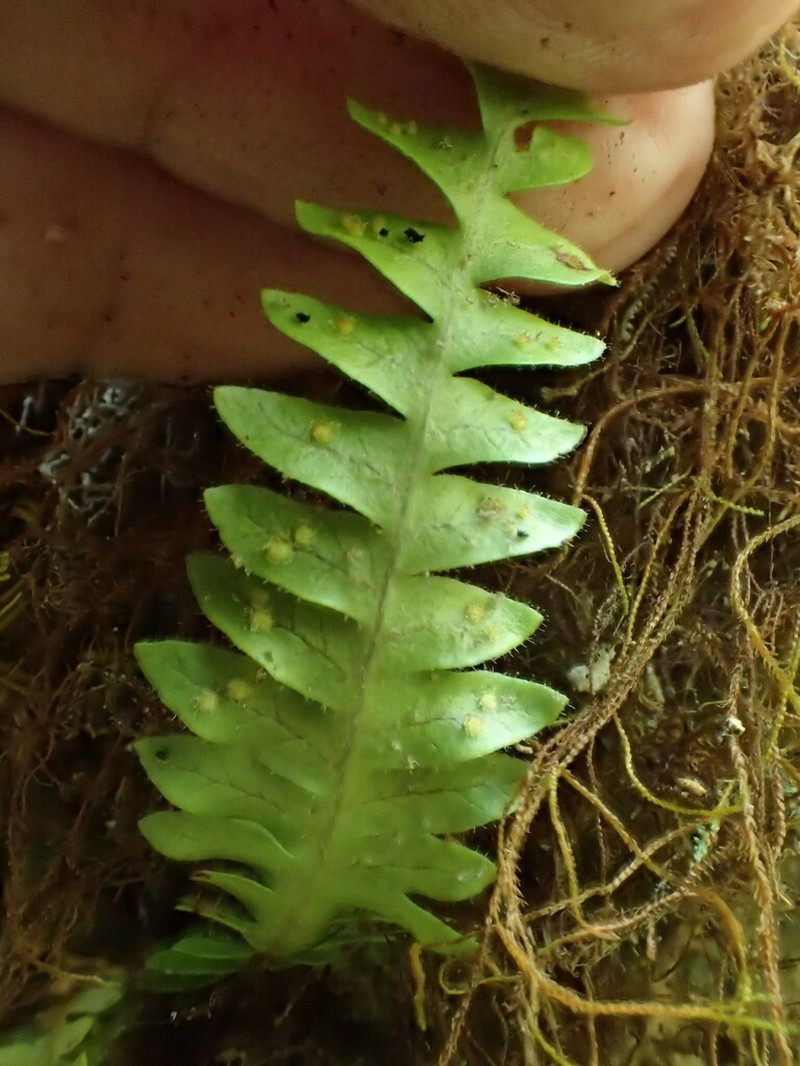 Pendant Kihifern photo 7