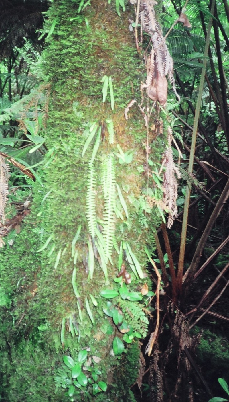 Pendant Kihifern photo 8