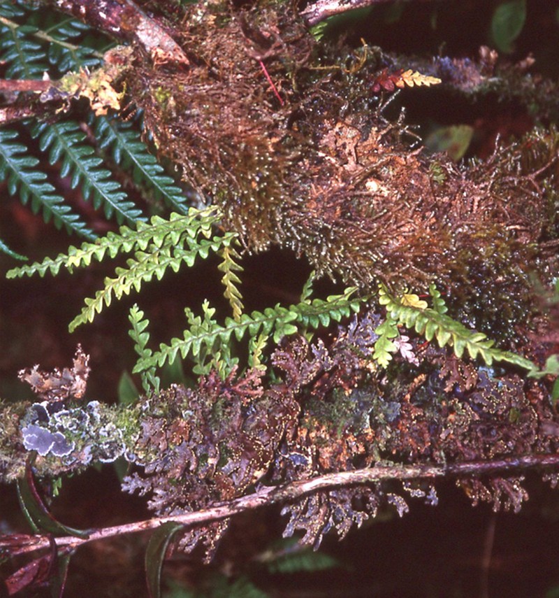 Graceful Kihifern photo 2