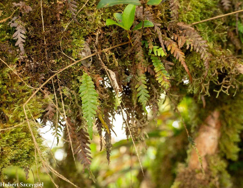 Graceful Kihifern photo 3