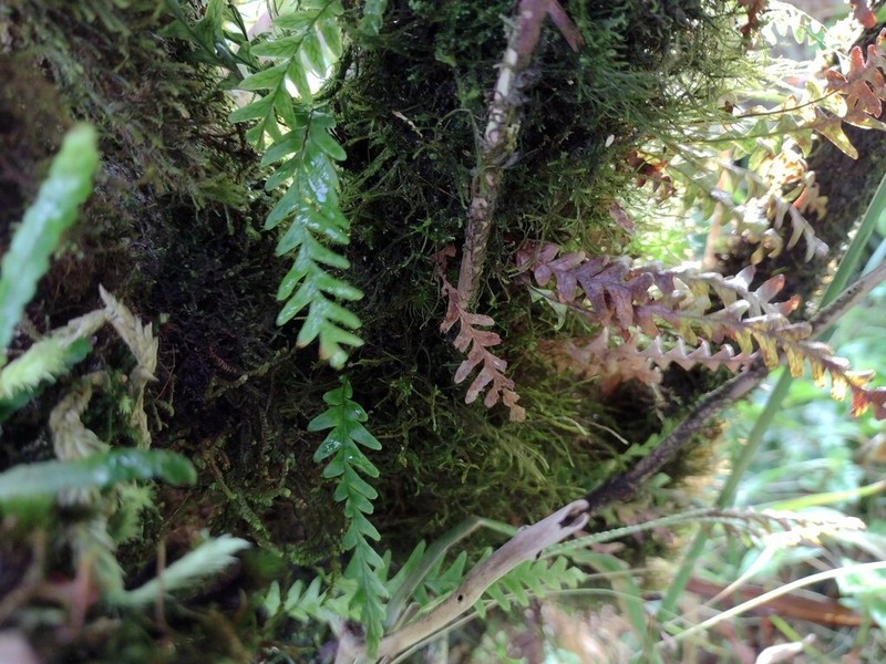 Graceful Kihifern photo 4