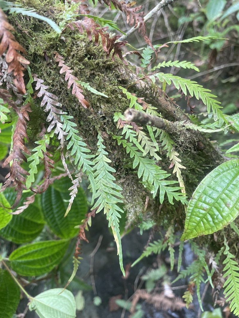 Graceful Kihifern photo 5