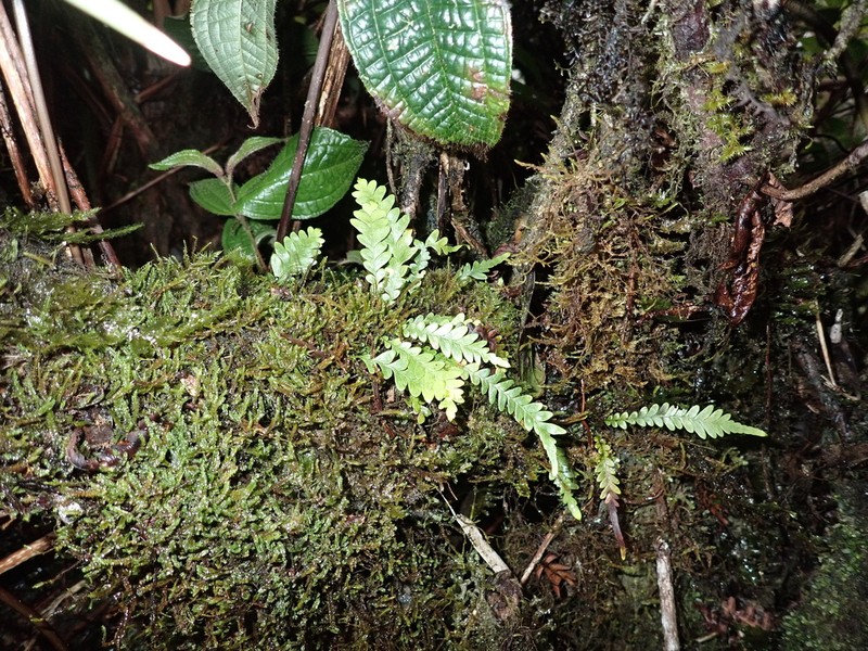Graceful Kihifern photo 6