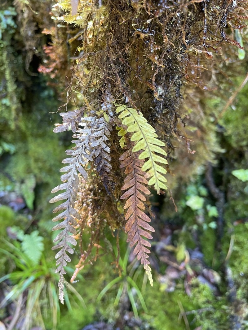 Graceful Kihifern photo 8
