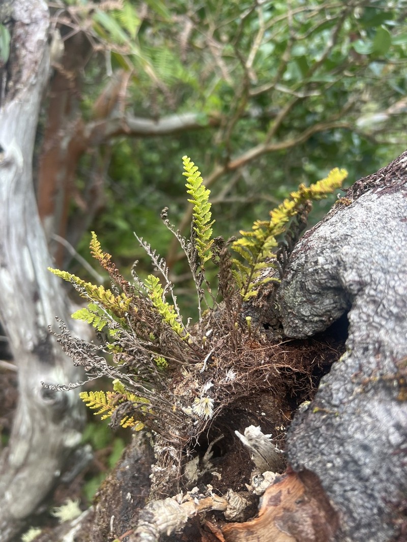 Wahini Noho Mauna photo 4