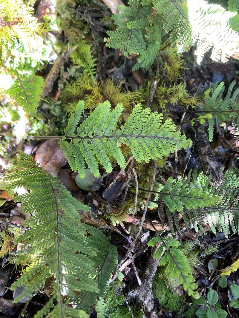 Royal Kihifern