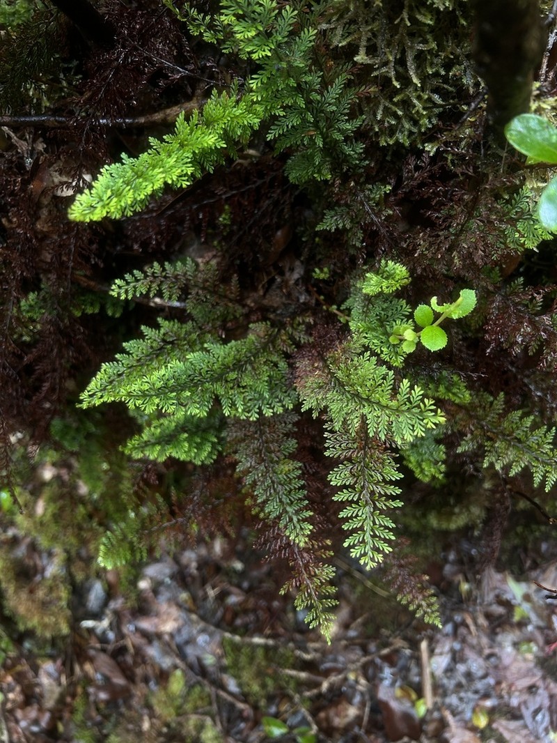 Royal Kihifern photo 2