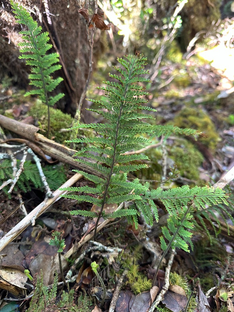 Royal Kihifern photo 3