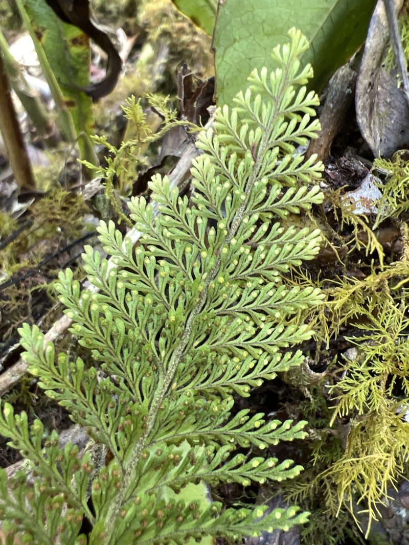 Royal Kihifern photo 4