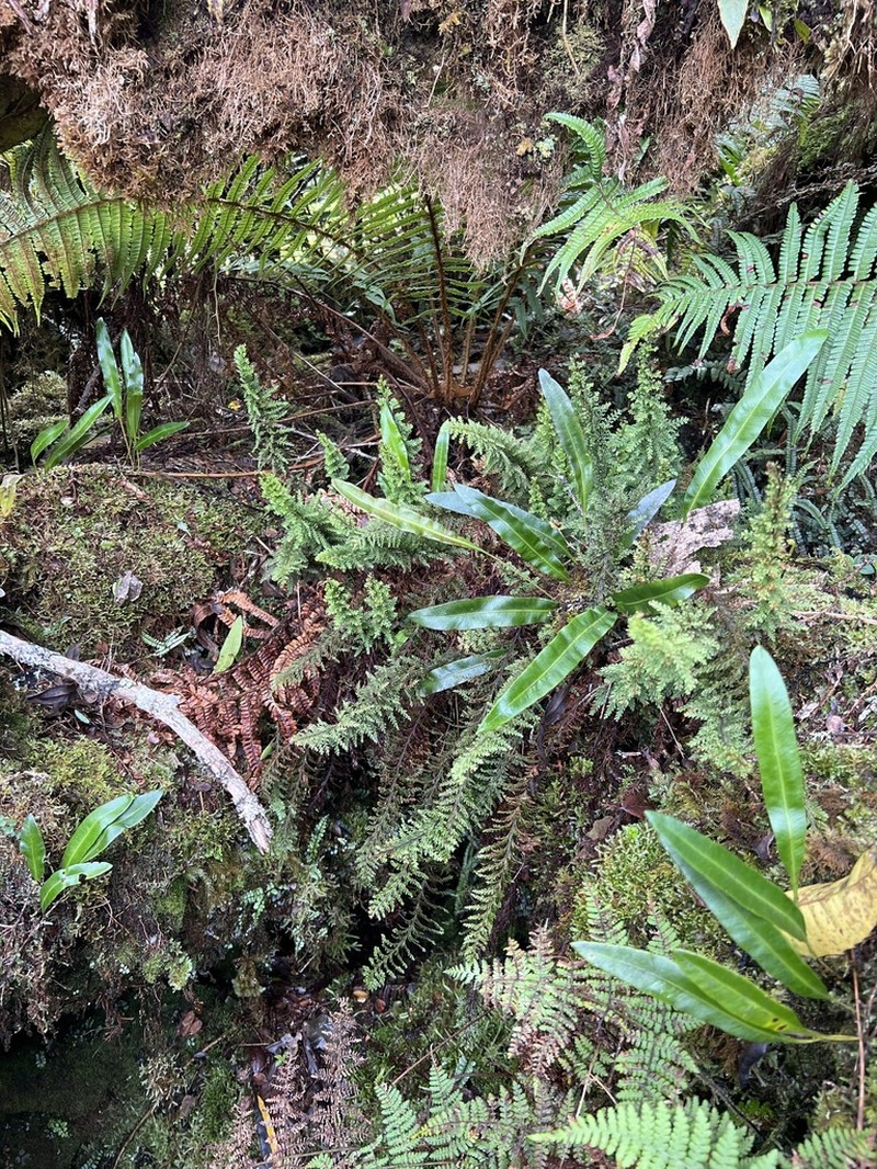 Royal Kihifern photo 5