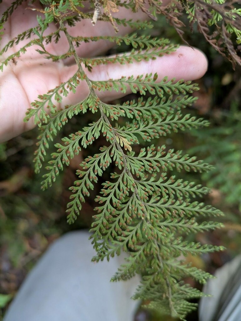Royal Kihifern photo 6