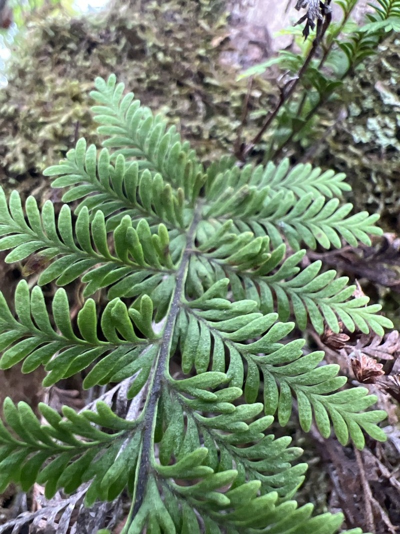 Royal Kihifern photo 7