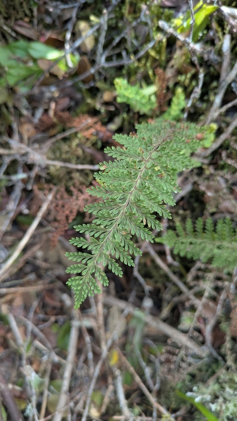 Royal Kihifern photo 8
