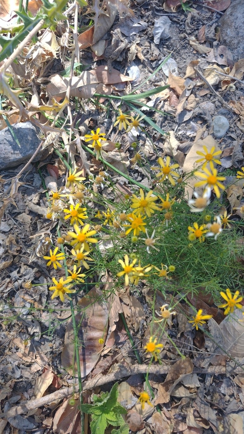 Adenophyllum anomalum