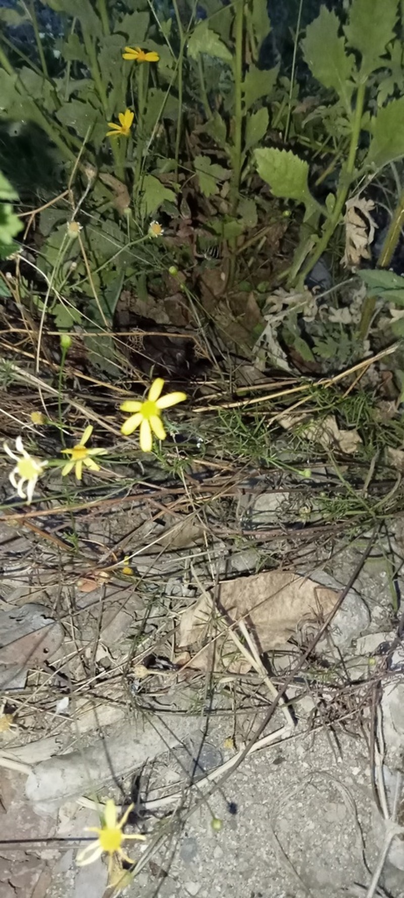Adenophyllum anomalum photo 2