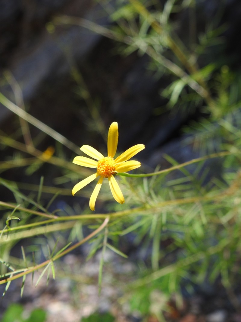 Adenophyllum anomalum photo 3