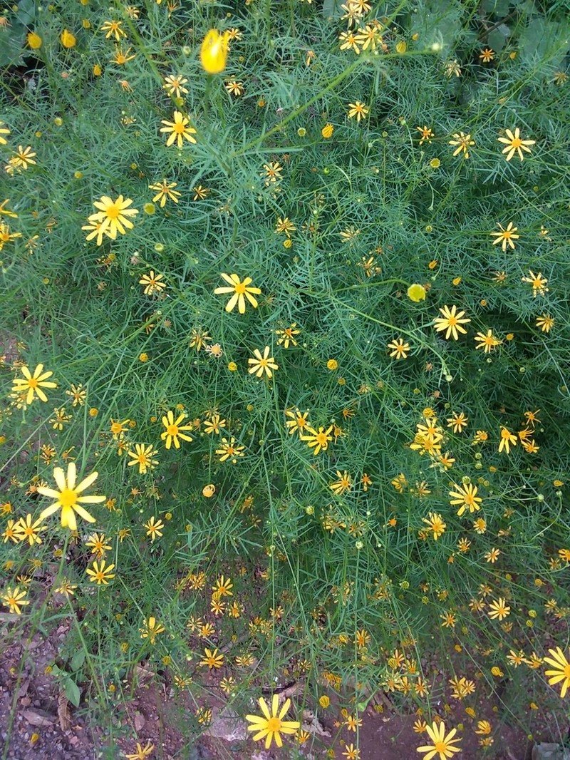 Adenophyllum anomalum photo 4