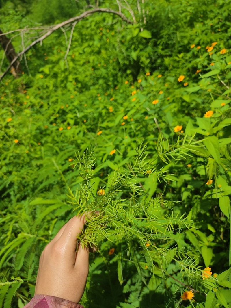 Adenophyllum anomalum photo 5