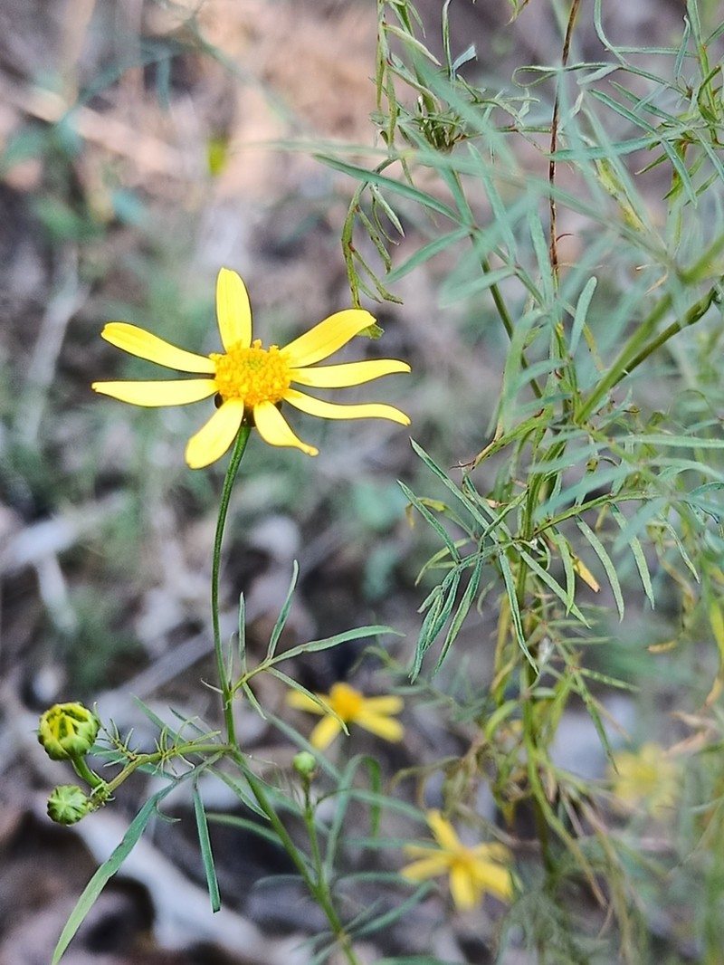 Adenophyllum anomalum photo 6