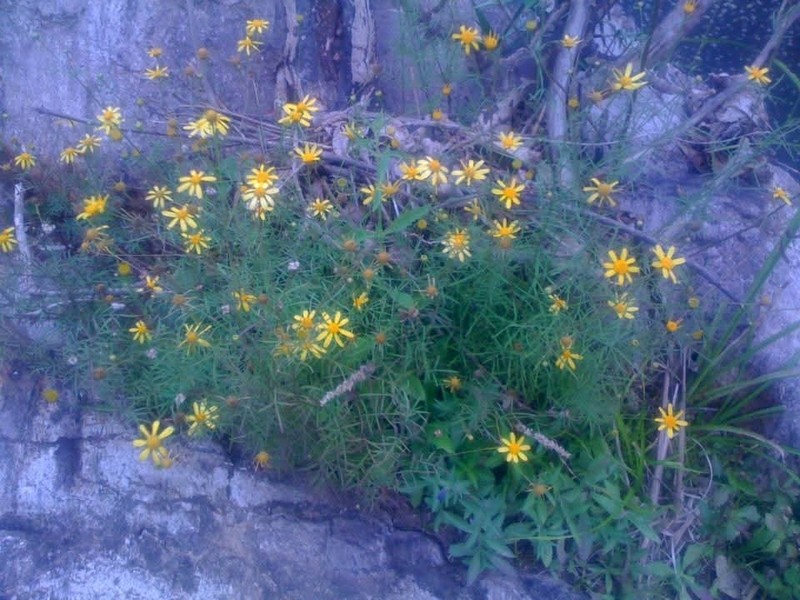 Adenophyllum anomalum photo 7
