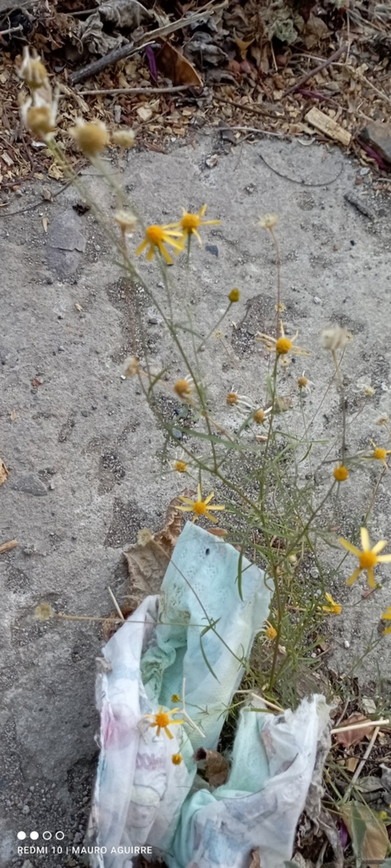 Adenophyllum anomalum photo 8