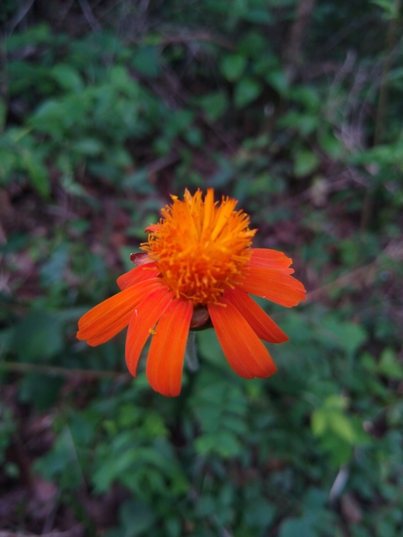 Adenophyllum appendiculatum photo 2