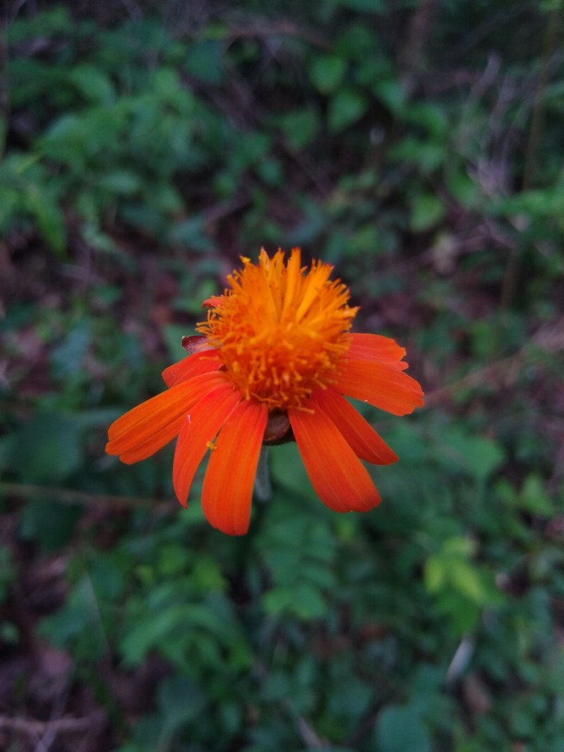 Adenophyllum appendiculatum photo 3