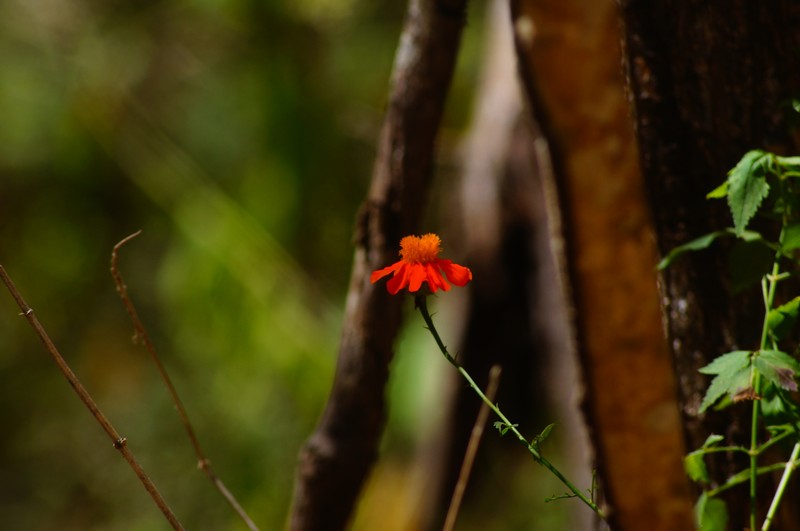 Adenophyllum appendiculatum photo 4