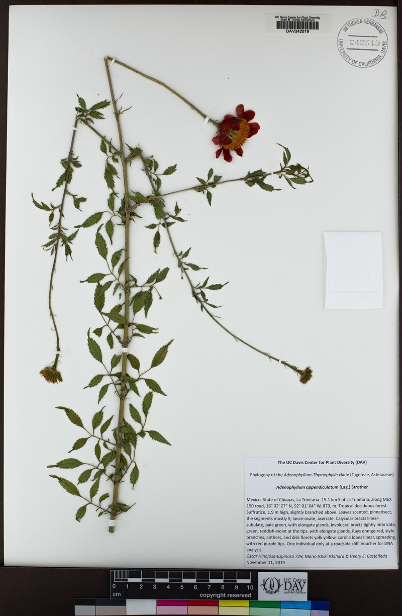 Adenophyllum appendiculatum photo 5