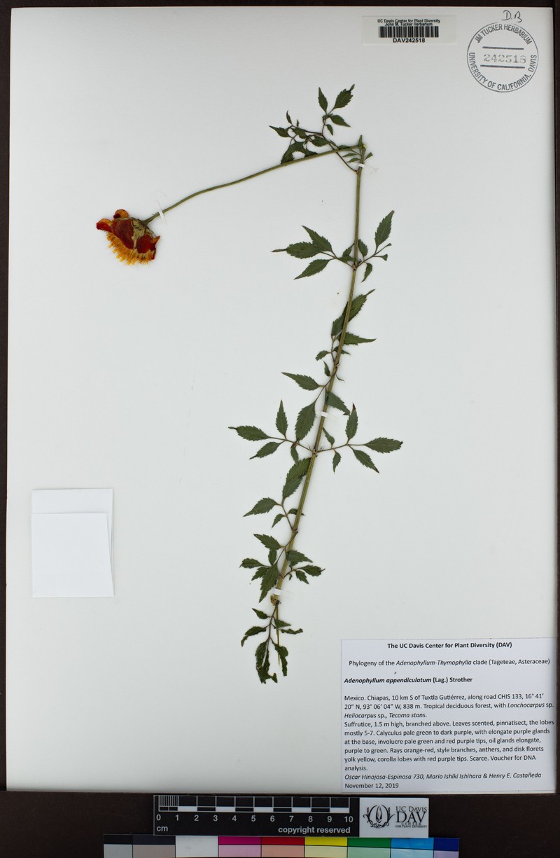 Adenophyllum appendiculatum photo 6