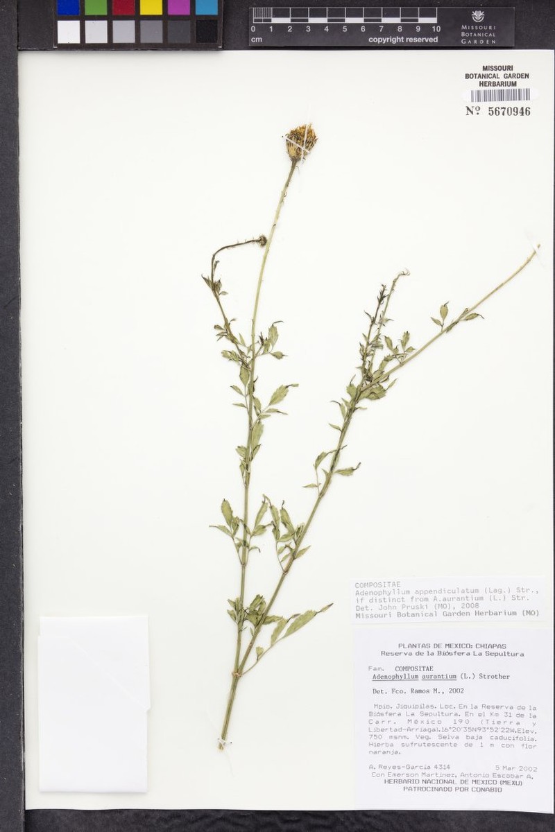 Adenophyllum appendiculatum photo 7