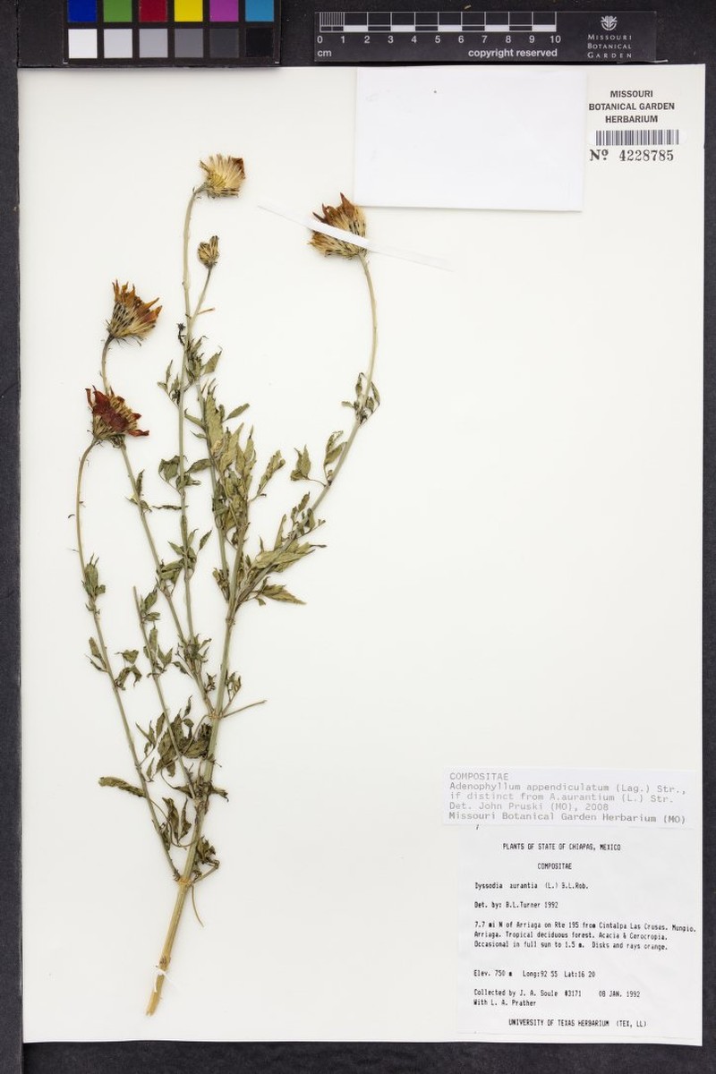 Adenophyllum appendiculatum photo 8
