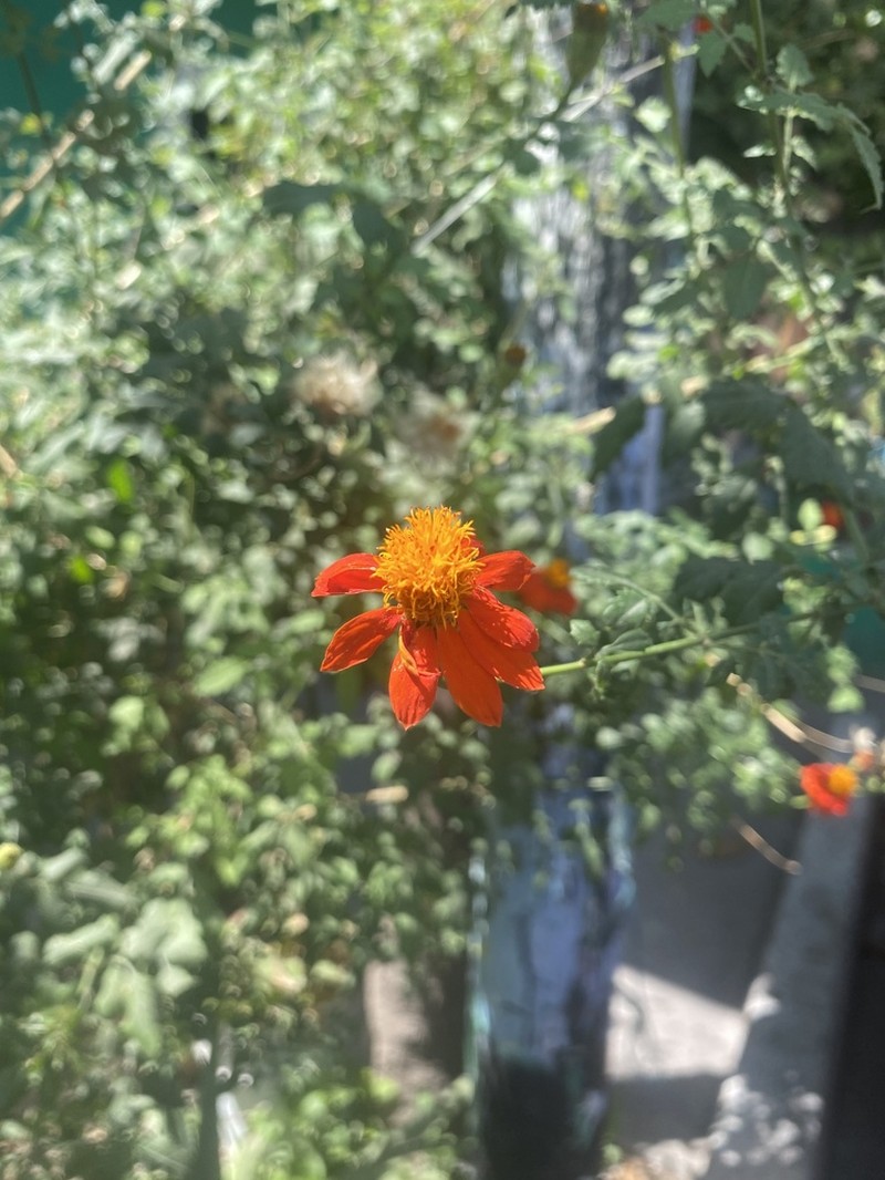Adenophyllum aurantium