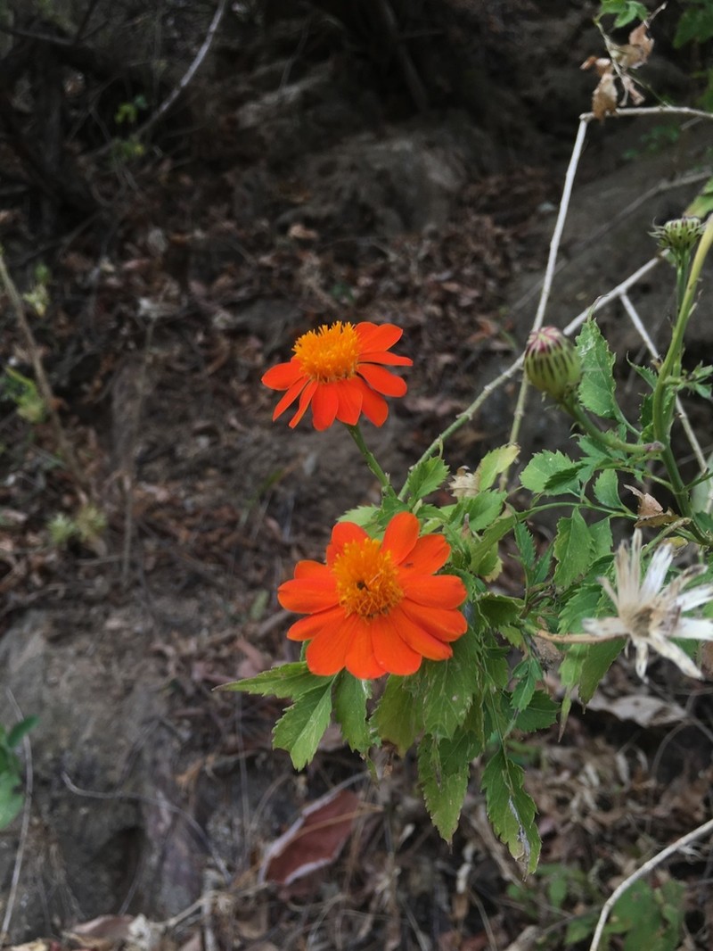 Adenophyllum aurantium photo 2