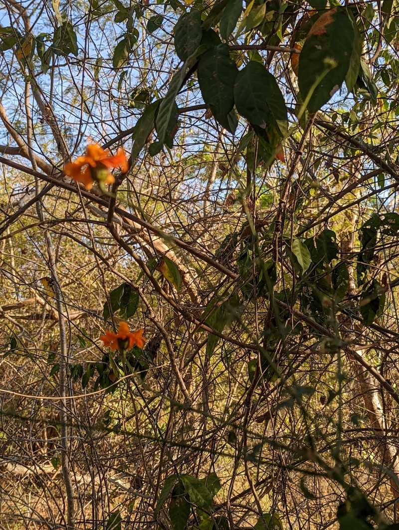 Adenophyllum aurantium photo 3