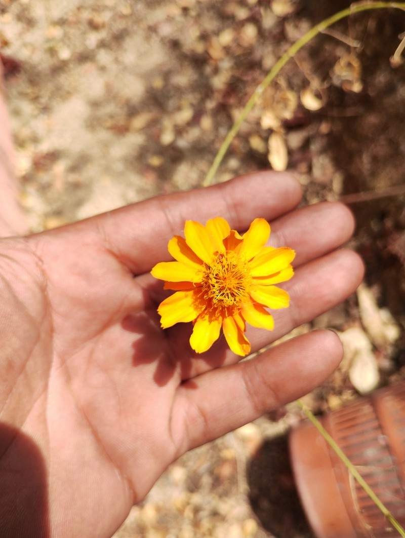 Adenophyllum aurantium photo 5