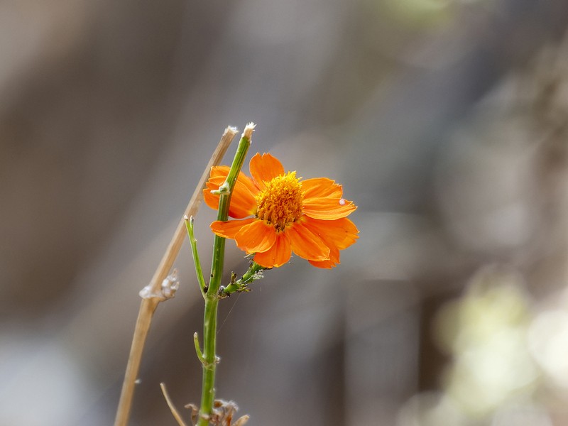 Adenophyllum aurantium photo 6