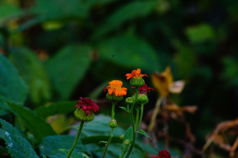 Adenophyllum aurantium photo 8