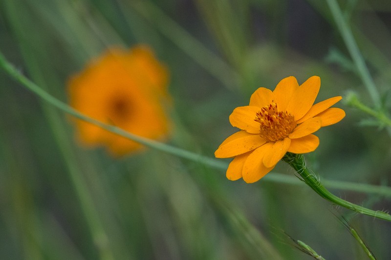 Adenophyllum cancellatum