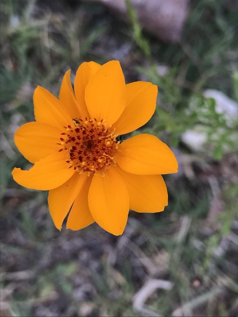 Adenophyllum cancellatum photo 2