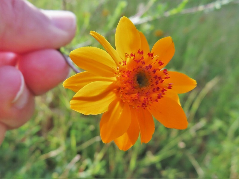 Adenophyllum cancellatum photo 3