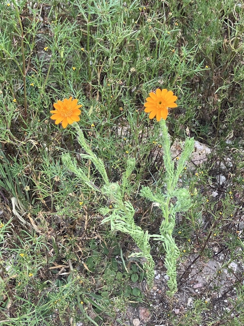 Adenophyllum cancellatum photo 4