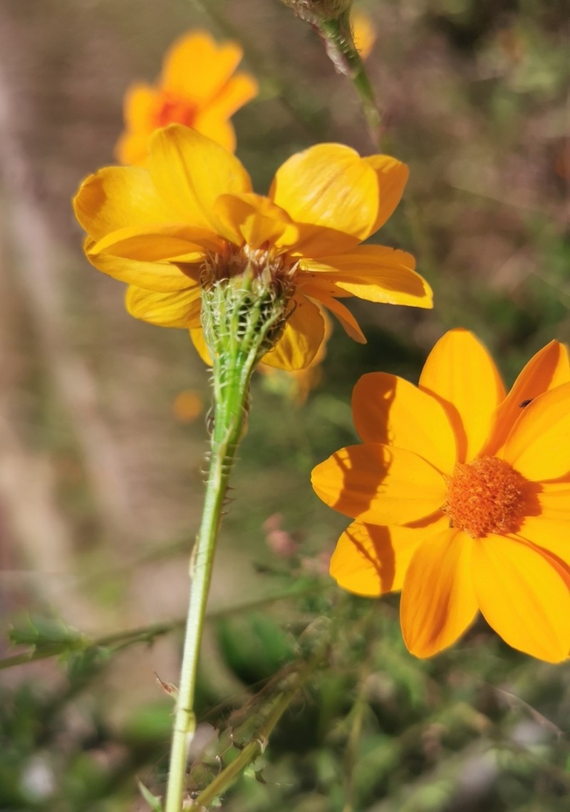 Adenophyllum cancellatum photo 5