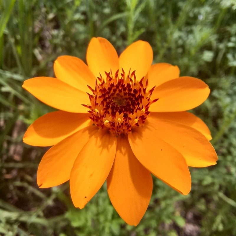 Adenophyllum cancellatum photo 6